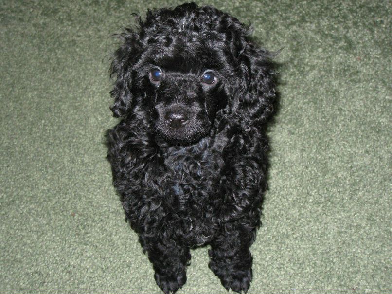 Екатерина Такниашвили | Грайворон