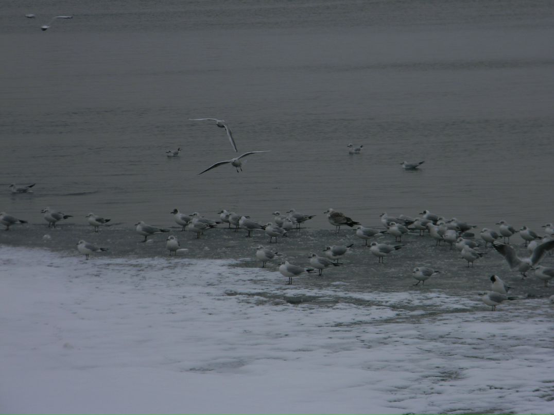 Вячеслав Торубара | 