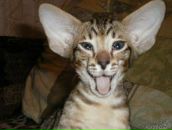 №6 Олег Савченко 15.02.1990: профиль, фото, статус - ВКонтакте