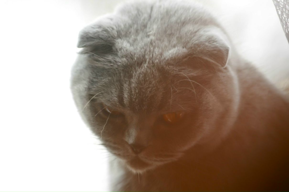 Макс Орас | Москва