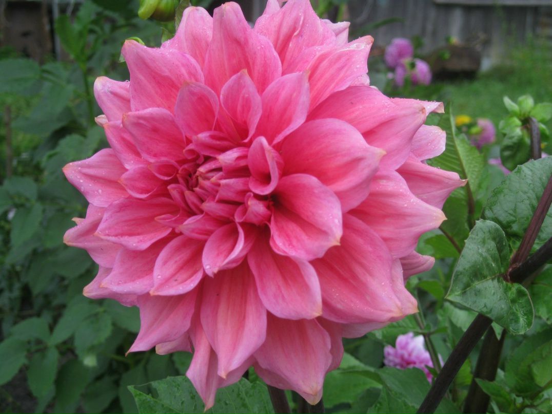 Оксана Гончарова | Санкт-Петербург