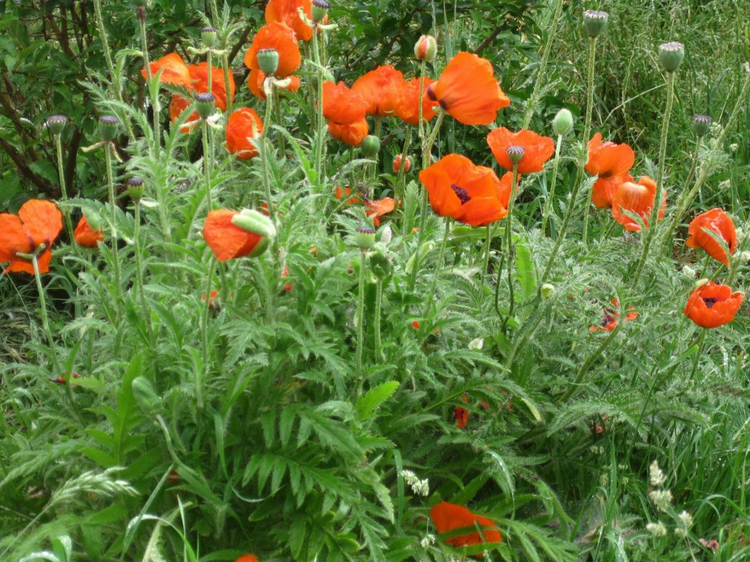 Оксана Гончарова | Санкт-Петербург