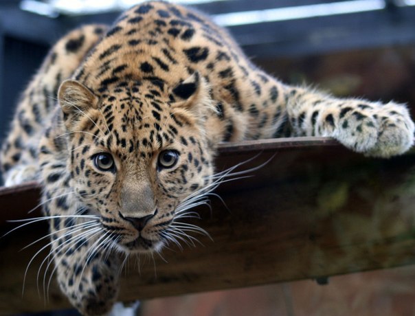 Галина Крамна | Киев