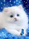 Фотография Котовой Анастасии