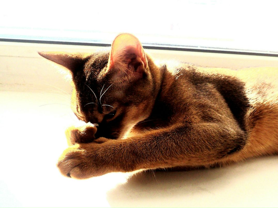 Сашулька Барбарович *Рыжая* | Санкт-Петербург