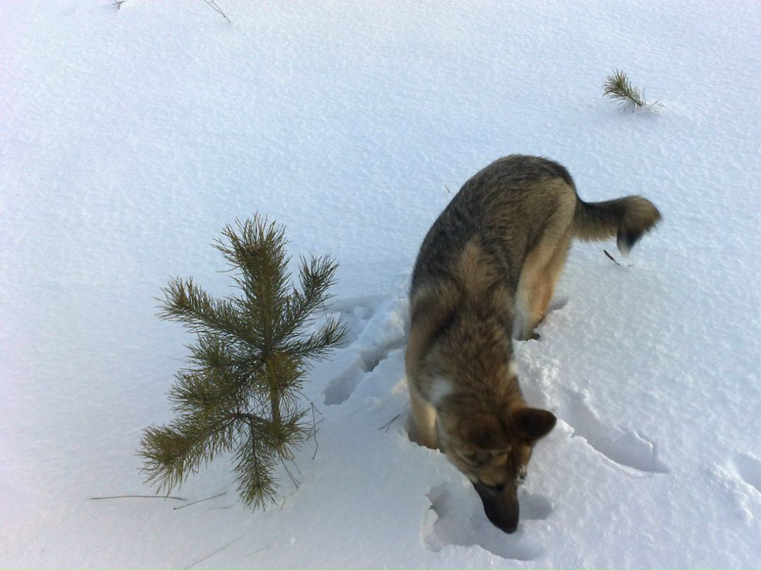 Володимир Пельчарський | Великая Сушица