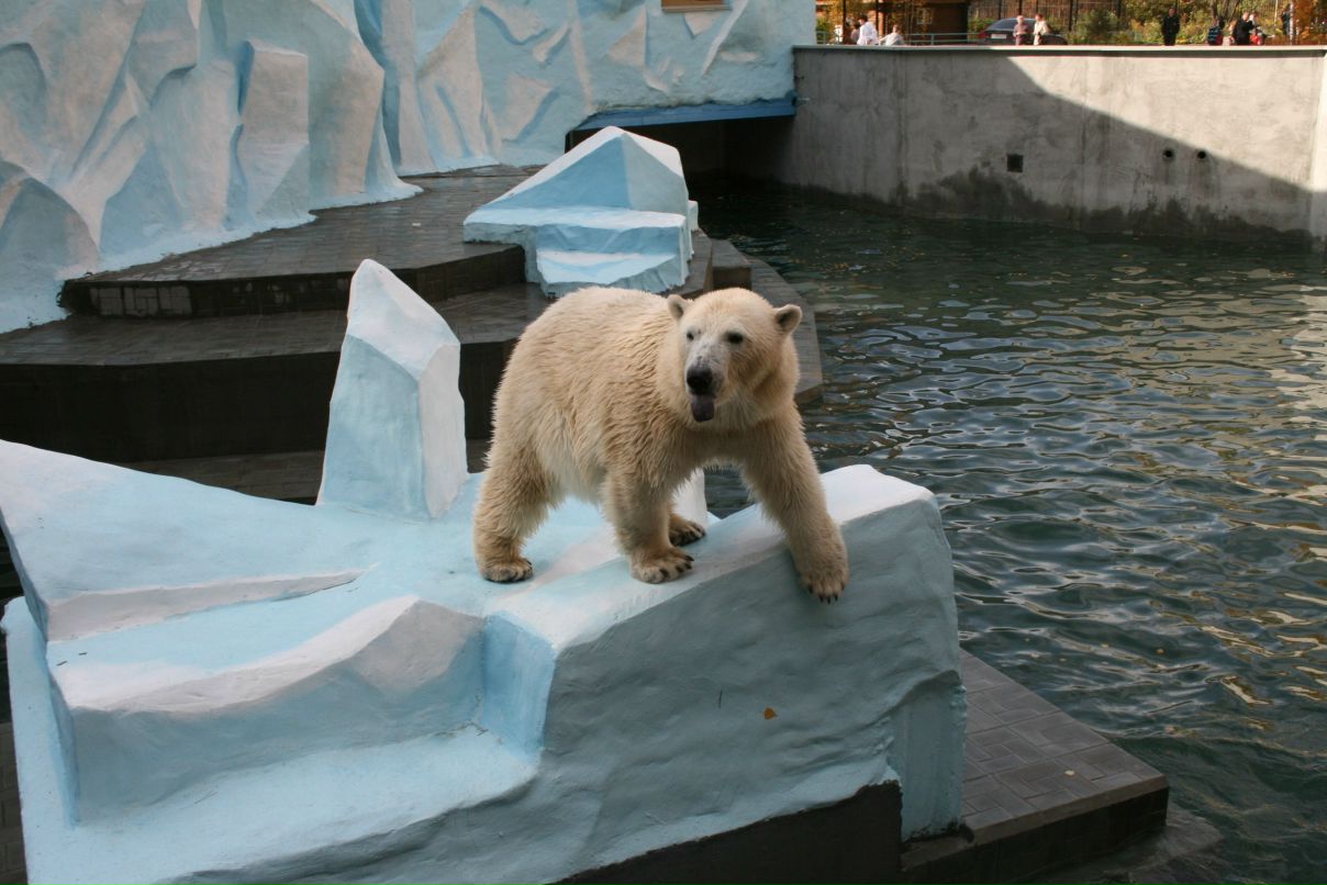 Ирина Нечипоренко | Новосибирск