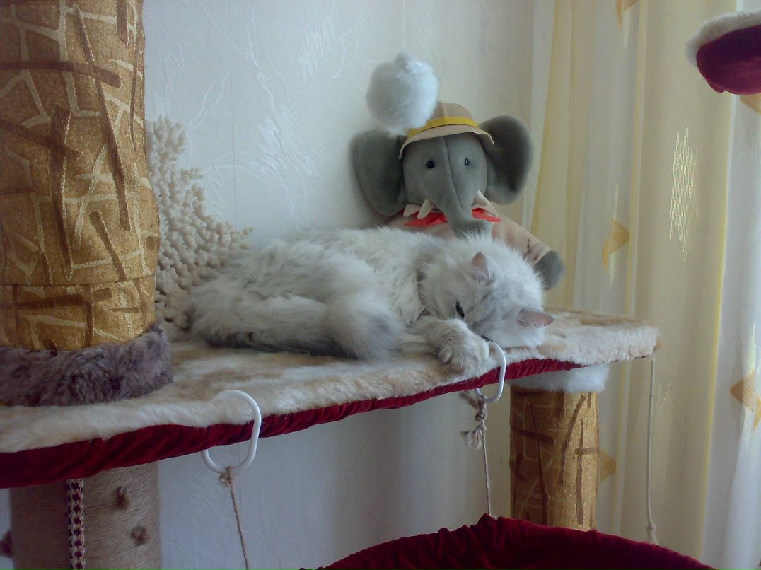 Дмитрий Передний | Славутич