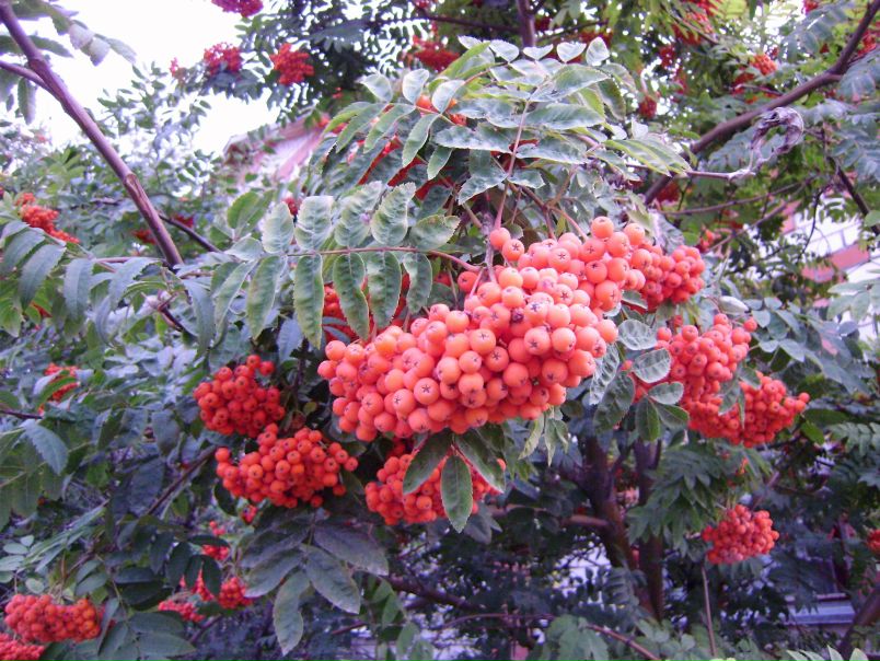 №1, Ленушка Новикова, 5.9.1986 №1, Ленушка Новикова, 5.9.1986