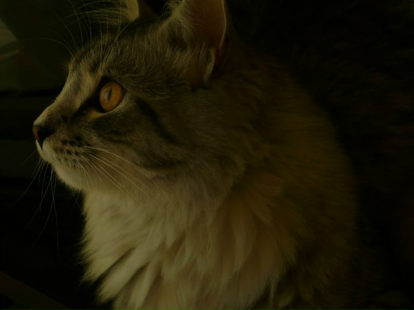 Любовь Белоцерковец | Санкт-Петербург