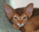 Фотография Александра Abyssinskaya