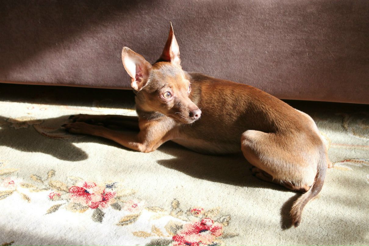 Наталья Первушина | 