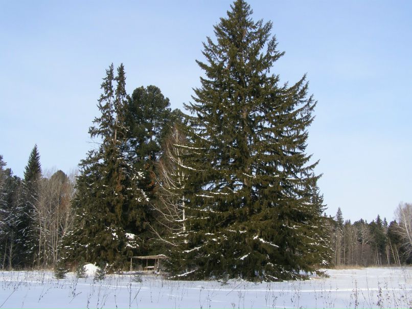 Олександр Грегораш | Калуш