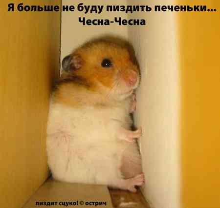 №20, Виктория Поляк, 35 лет, Москва №20, Виктория Поляк, 35 лет, Москва