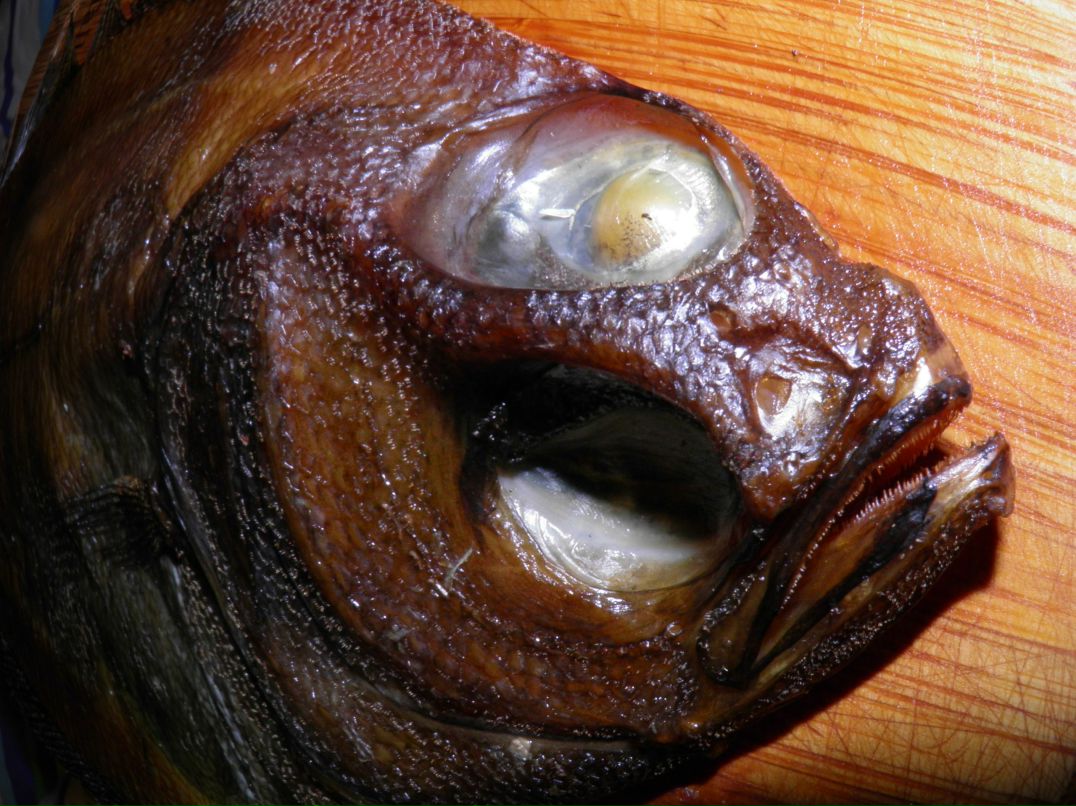 Александр Трубенёв | Речица