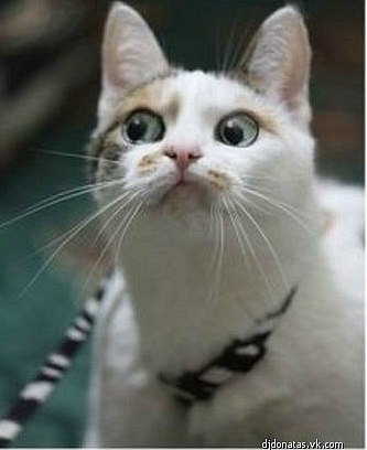 Магомед Дахкильгов | Нижний Новгород