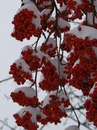 №34 Елена Дрожжинова