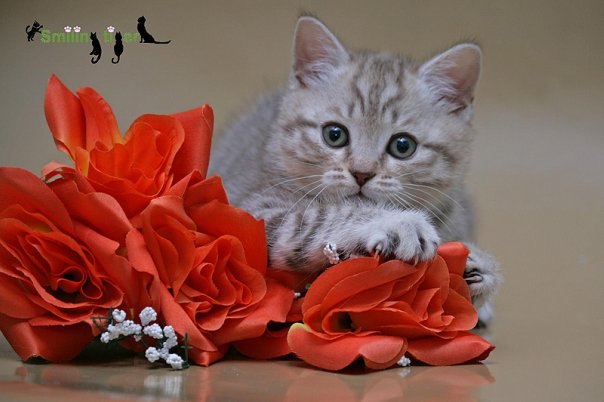 №97, Марина Бойкова, Москва №97, Марина Бойкова, Москва