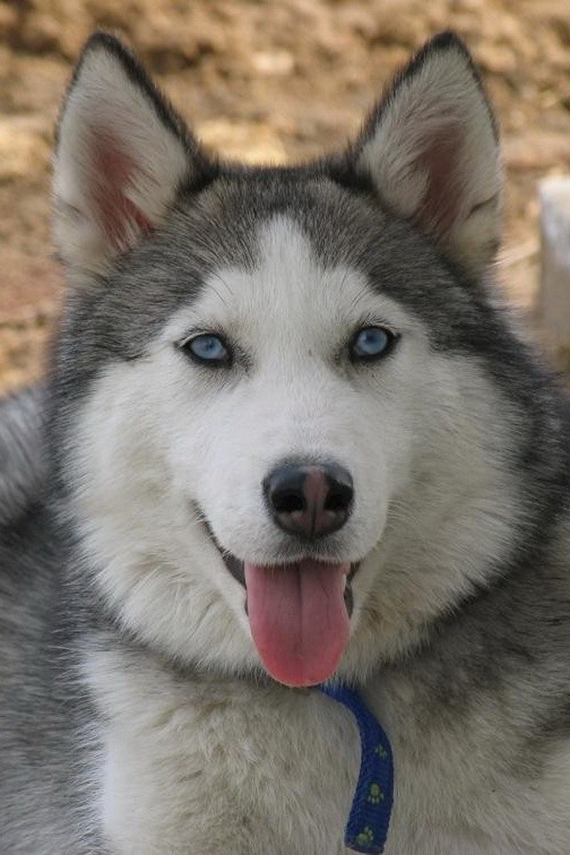 Ігор Середюк | 