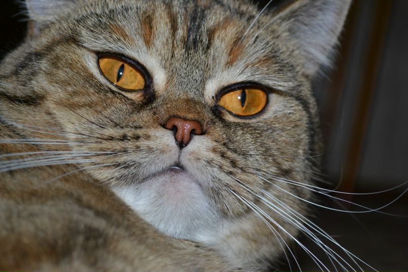 Максим Сычев | Жигулевск