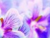 Ольга Корженевская | Кемерово