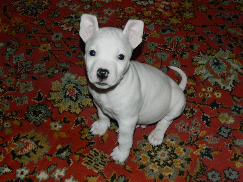 Алексей Карпухин | Жатай