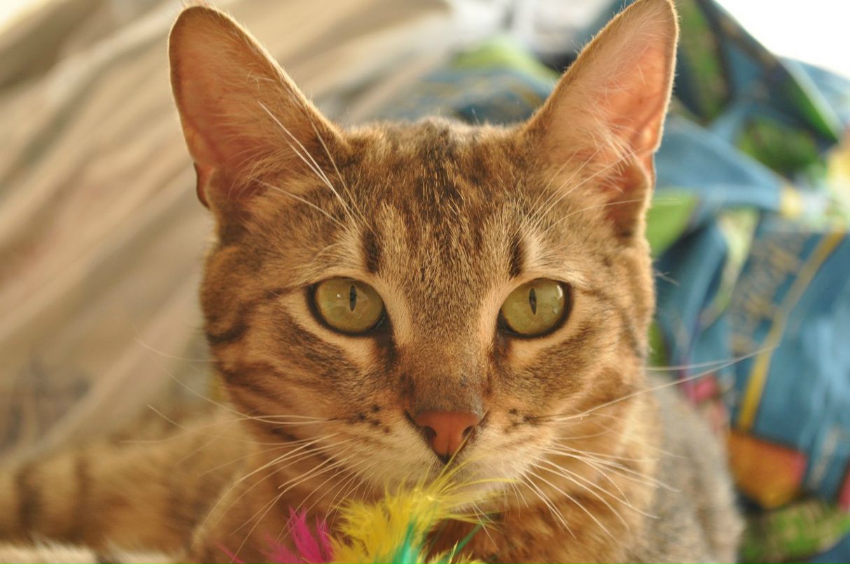 Константин Рагулин | Москва