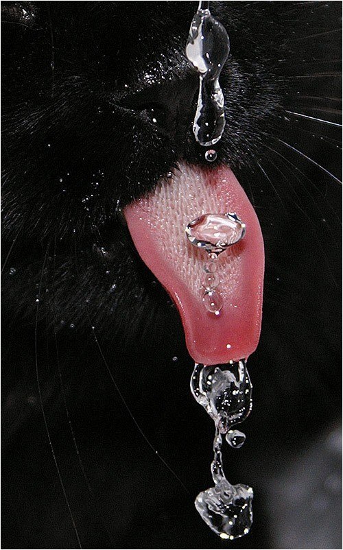 Леся Алексеева | Санкт-Петербург