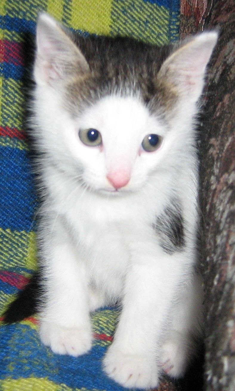 Андрей Маслобоев 