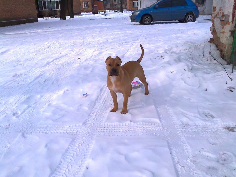 Archibalt Volkovichus | Харьков