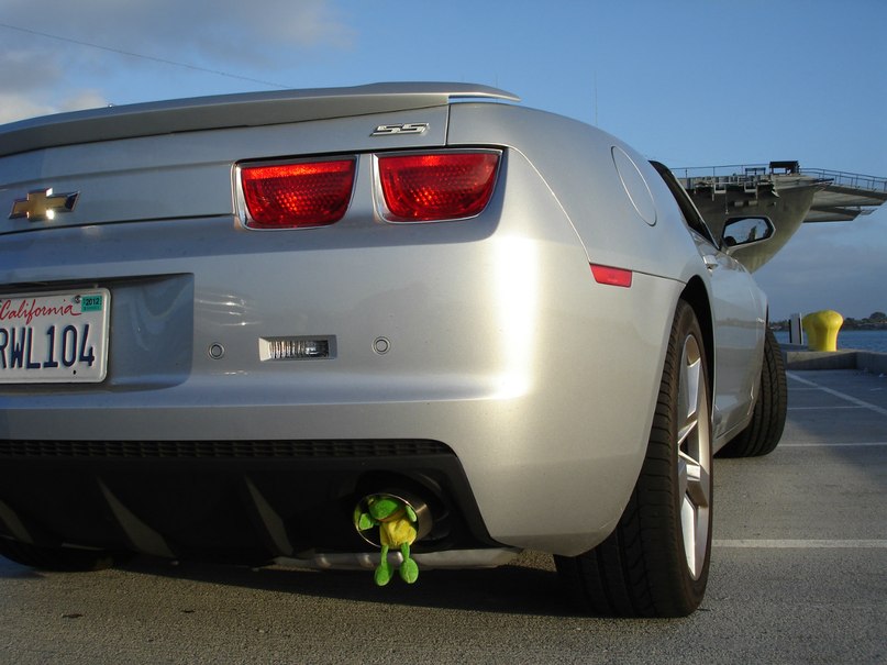 Лягуха Зырящая | Санкт-Петербург