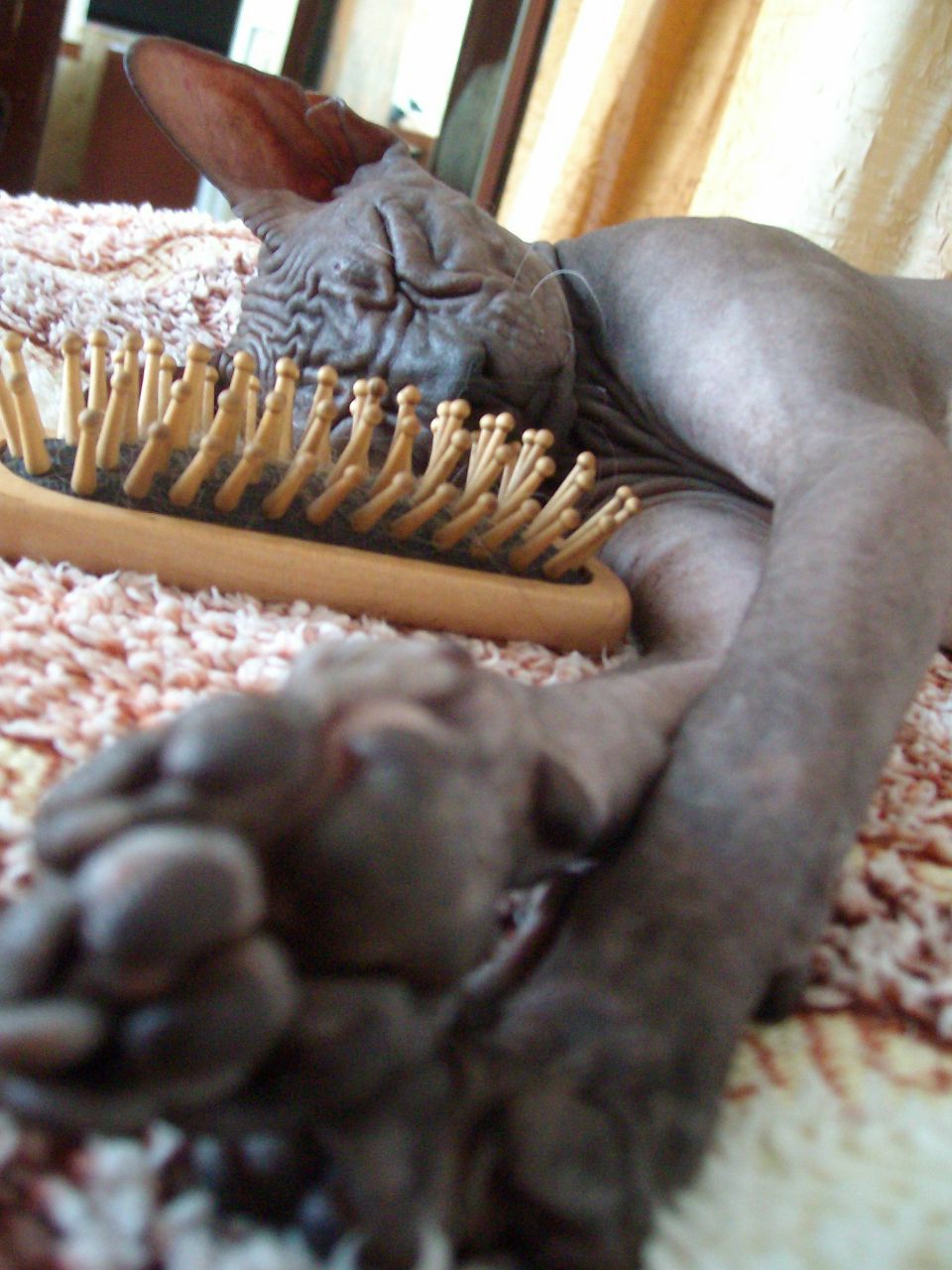 Алекса Волкова | Roma