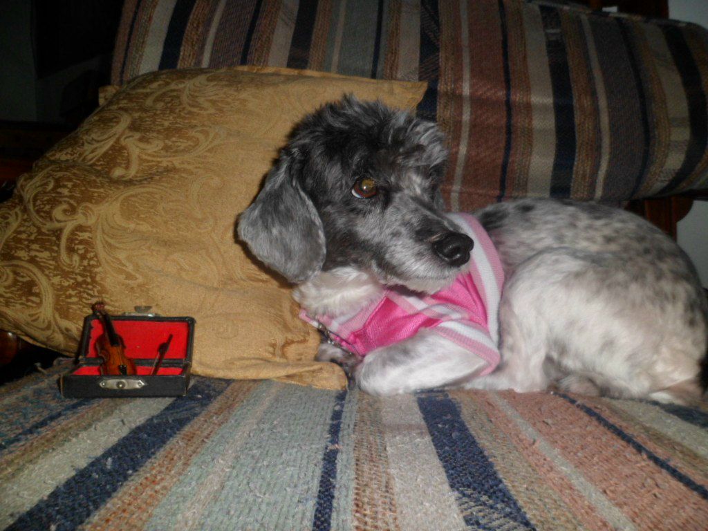 Luisa Barroso | Oberlin