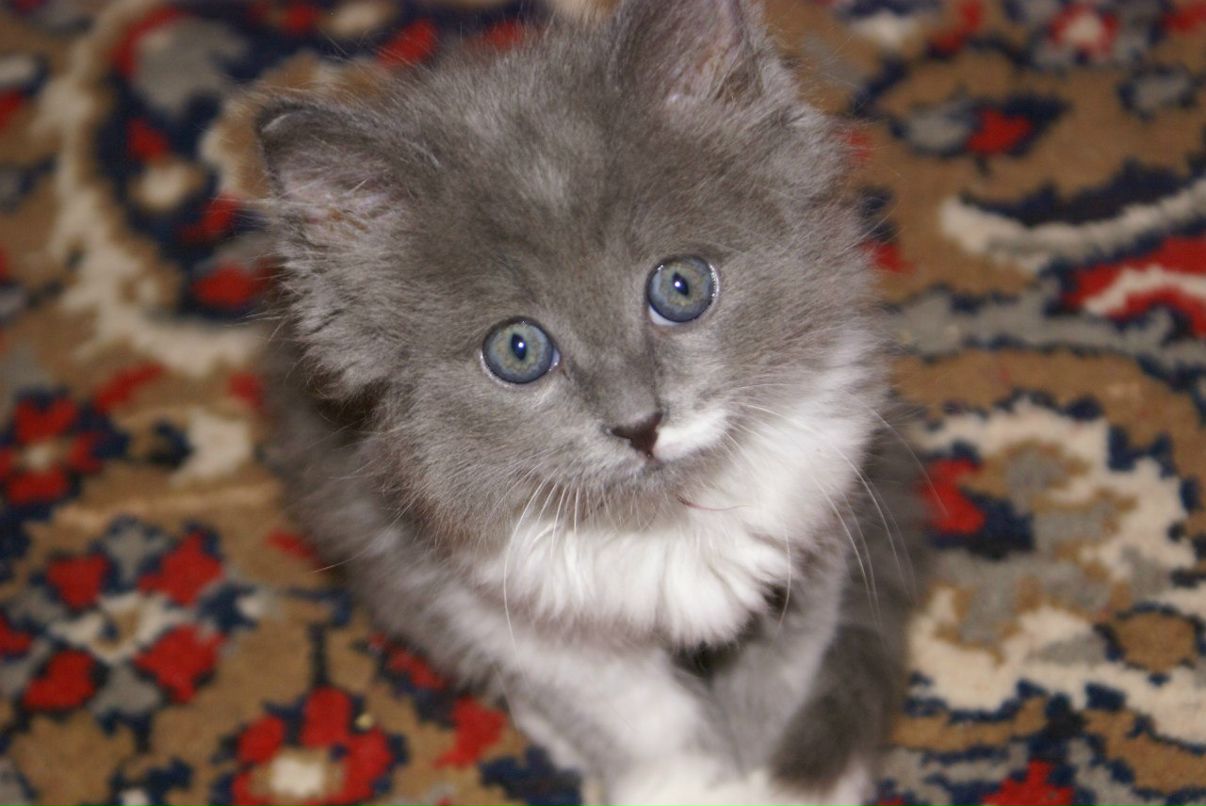 Михаил Гузанов | Череповец