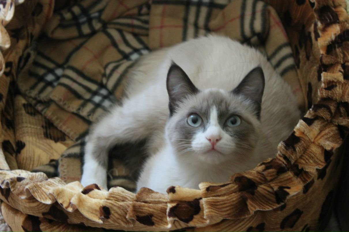 Юлия Гапирова Юки | Омск