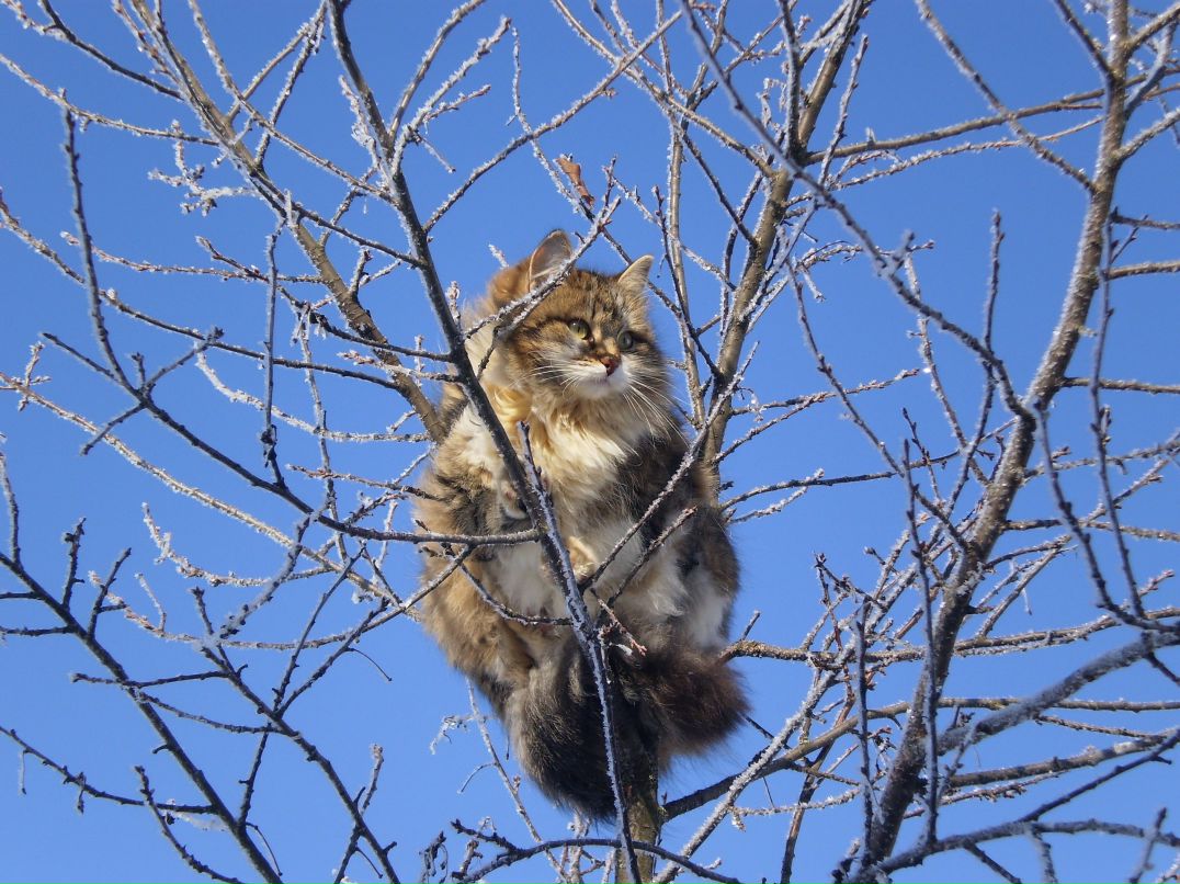 Светлана Чернышева | Киров