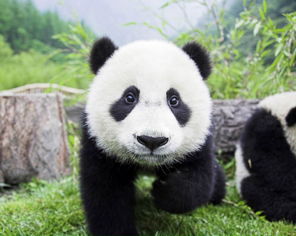 Николай Бабик | Любашевка