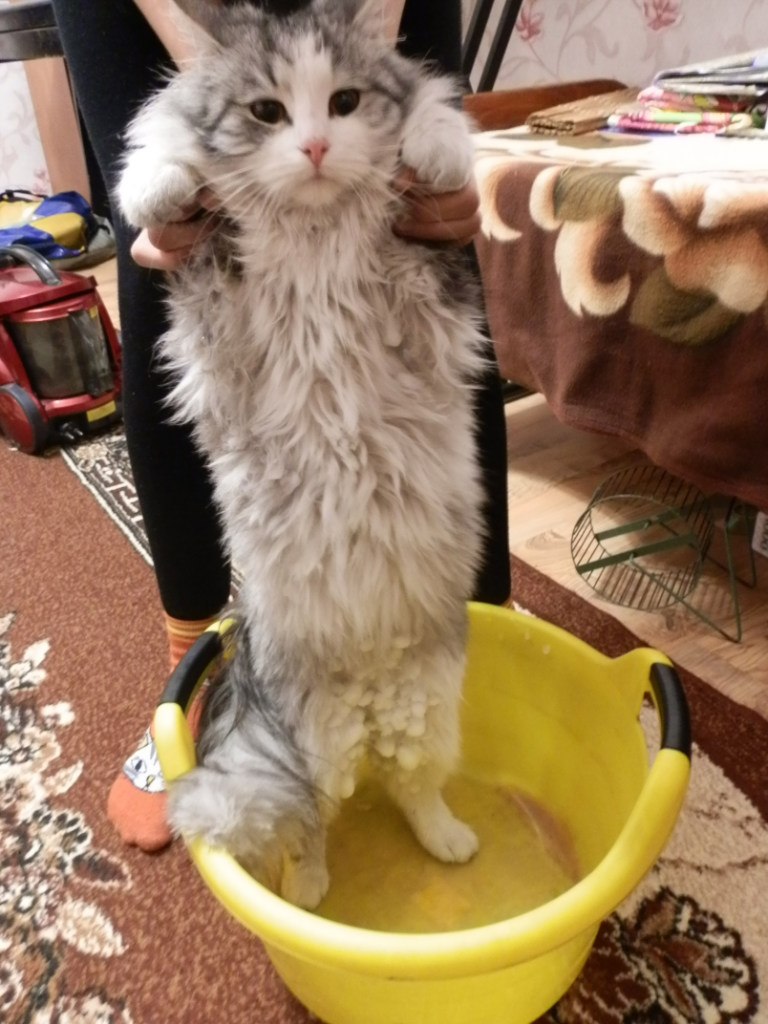 Елена Коновалова | Шалакуша