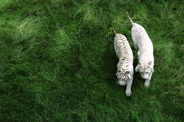 Надежда Диденко | Одесса