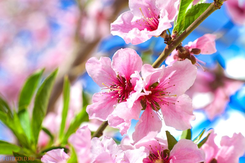 Іра Макарчук | Самбор