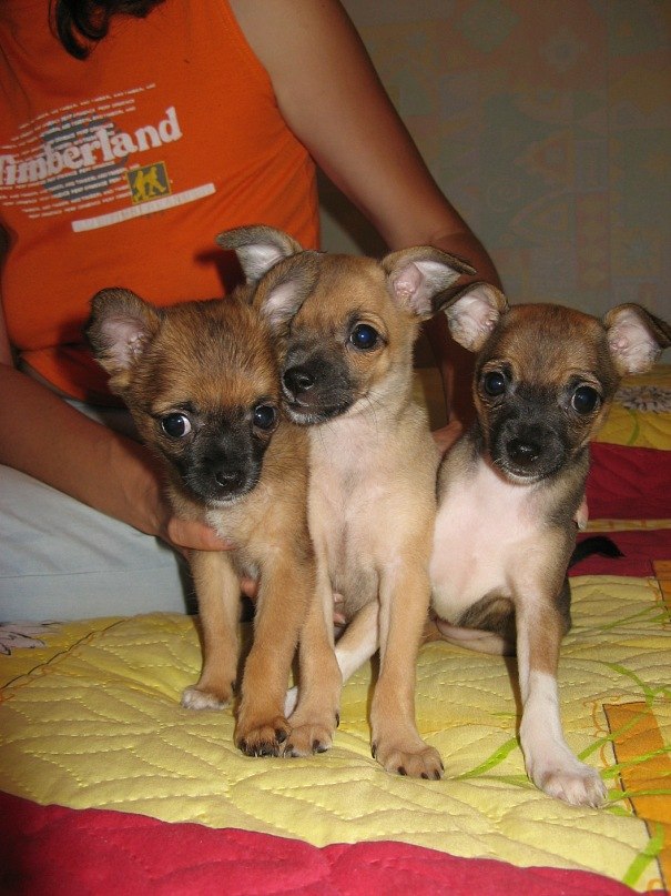 Елена Степанова | Харцызск