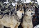 №25 Кан-Демир Донгак : профиль, фото, статус - ВКонтакте №25 Кан-Демир Донгак : профиль, фото, статус - ВКонтакте