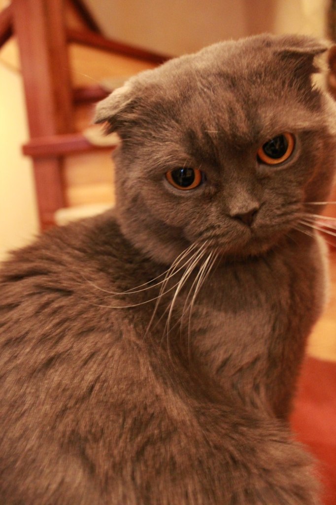 Арсен Джагинян | Воронеж