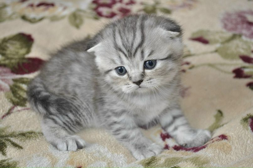 Мария Коновалова | Москва