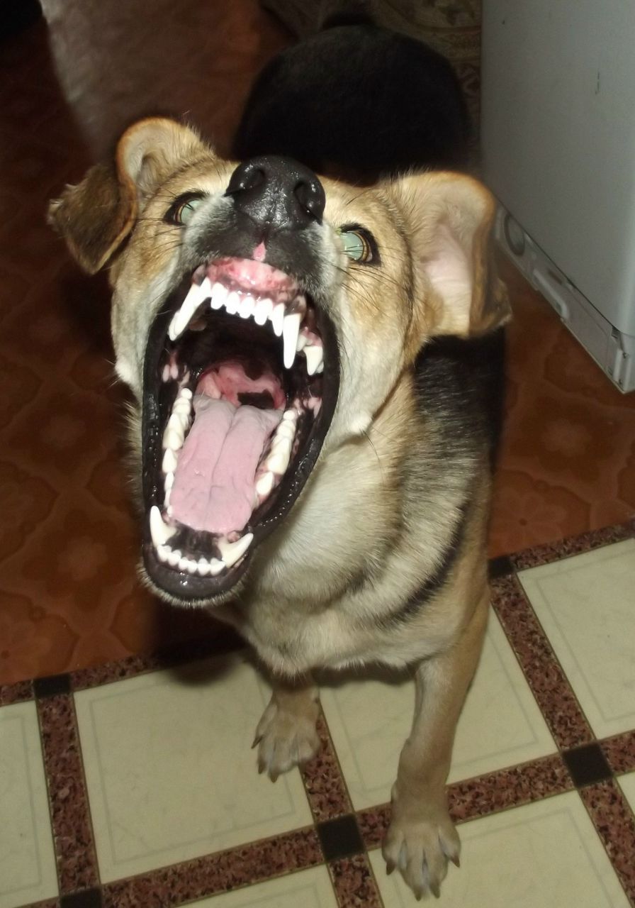 Дмитрий Некрашевич | Новосибирск