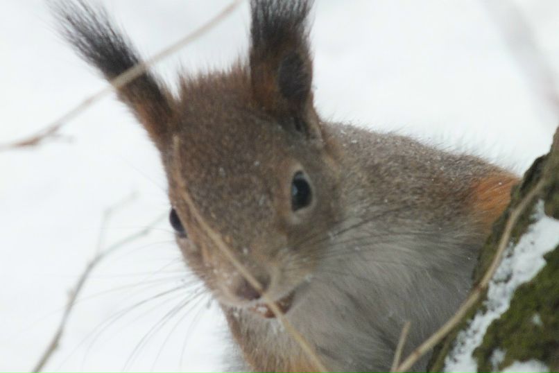Татьяна Скрипко | Санкт-Петербург