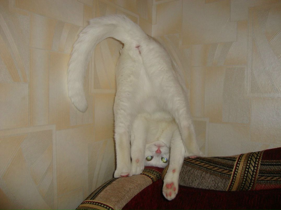 Светлана Кирусова | Великий Новгород