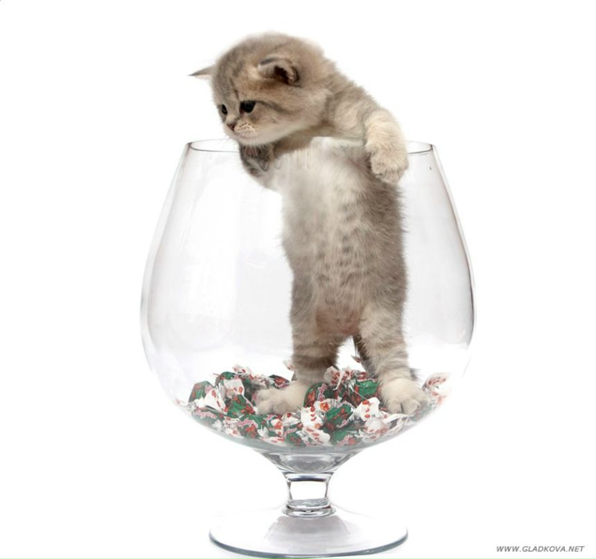 Елена Павлова | Санкт-Петербург