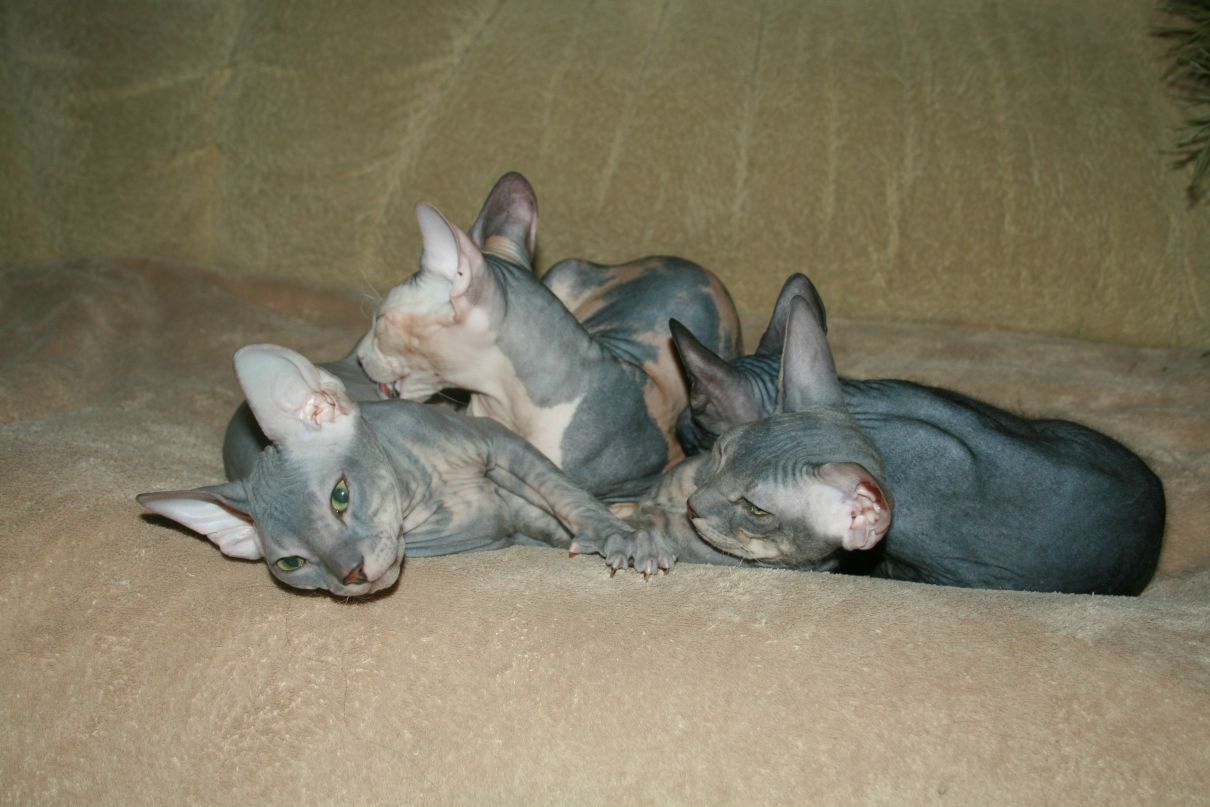 Ирина Вансовская | Киев