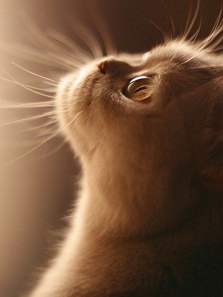 Анастасия Морозова | Ярославль